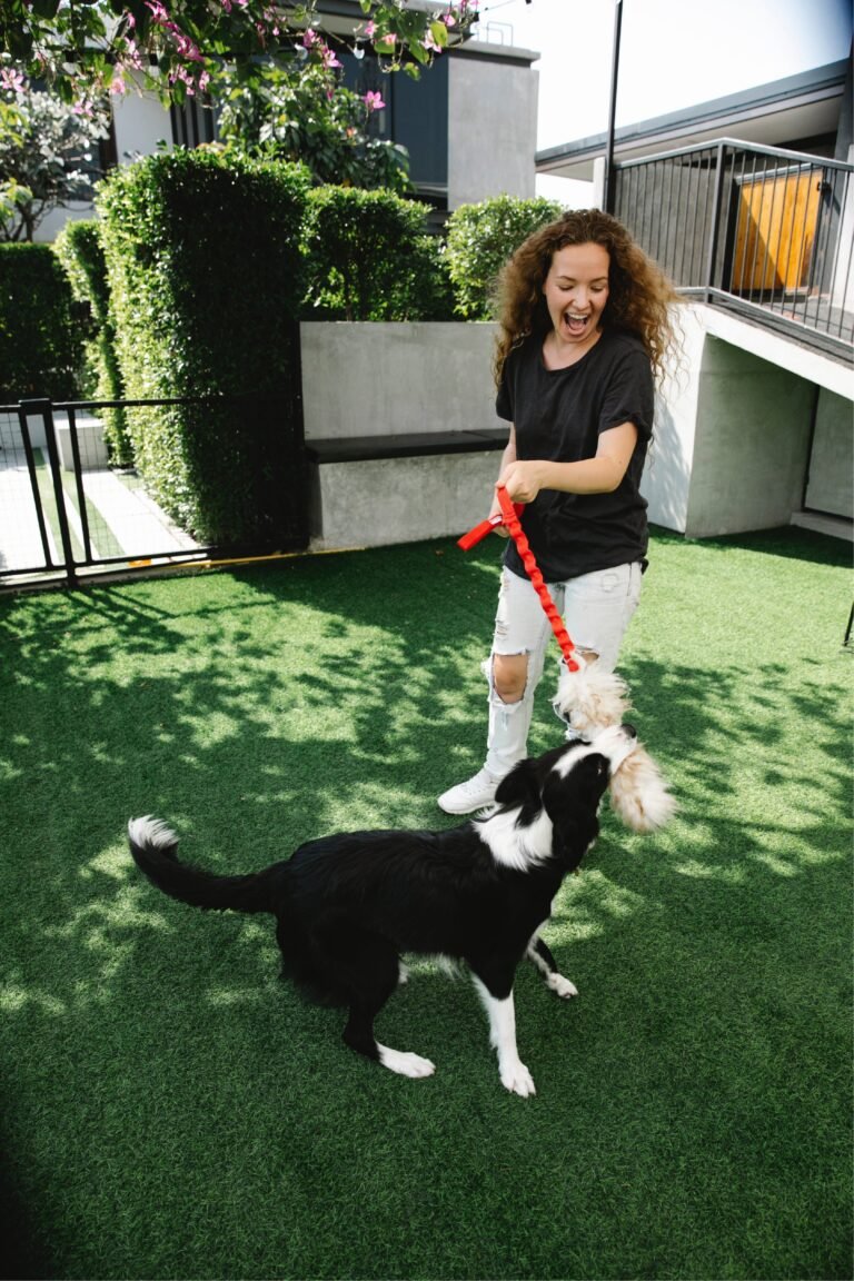 Dog Playing with girl