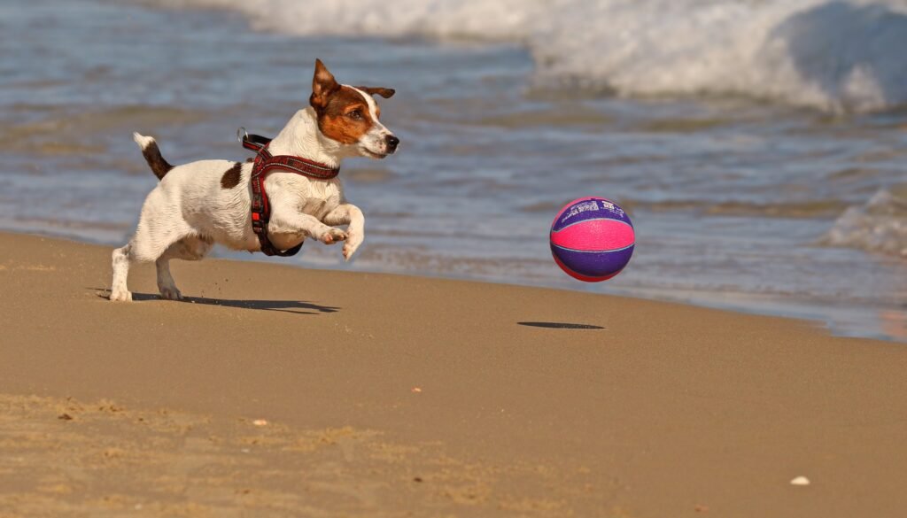 Dog Outdoor Play